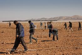 Image du Maroc Professionnelle de  Des ouvriers s'activent à la mise en place d’un système moderne d'arrosage qui laisse passer l’eau petit à petit, dit "goutte à goutte" dans une nouvelle ferme où l’on procède à la plantation d'orangers à Chichaoua, Mardi 27 Février 2007. (Photo / Abdeljalil Bounhar) 